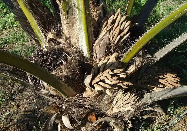 oil-palm-gf1cf6115f_640