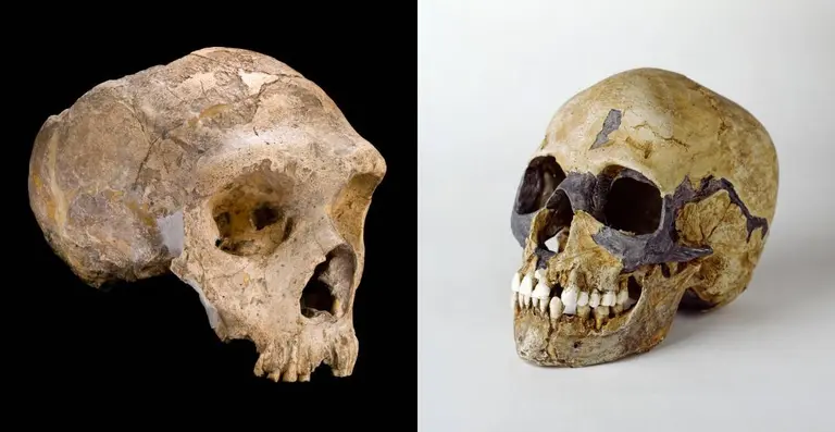 Fue-el-sexo-con-humanos-la-causa-de-la-extincion-de-los-neanterdales - copia