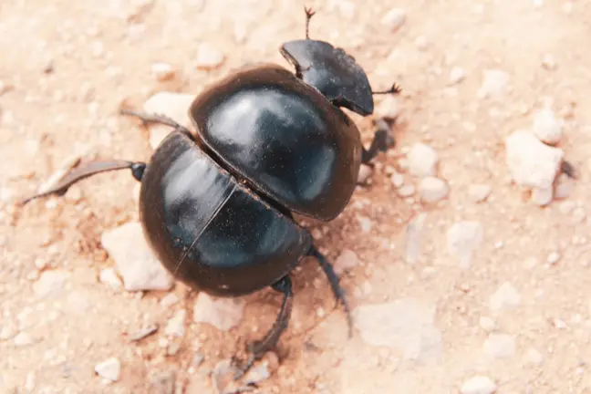 Escarabajo estercolero
