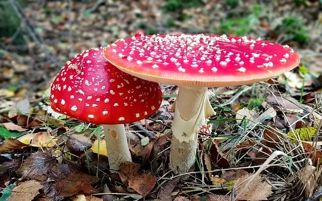 mushroom-4546148_640