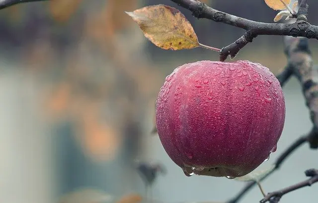 apple-1122537_640