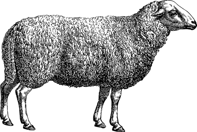 sheep-5202493_640