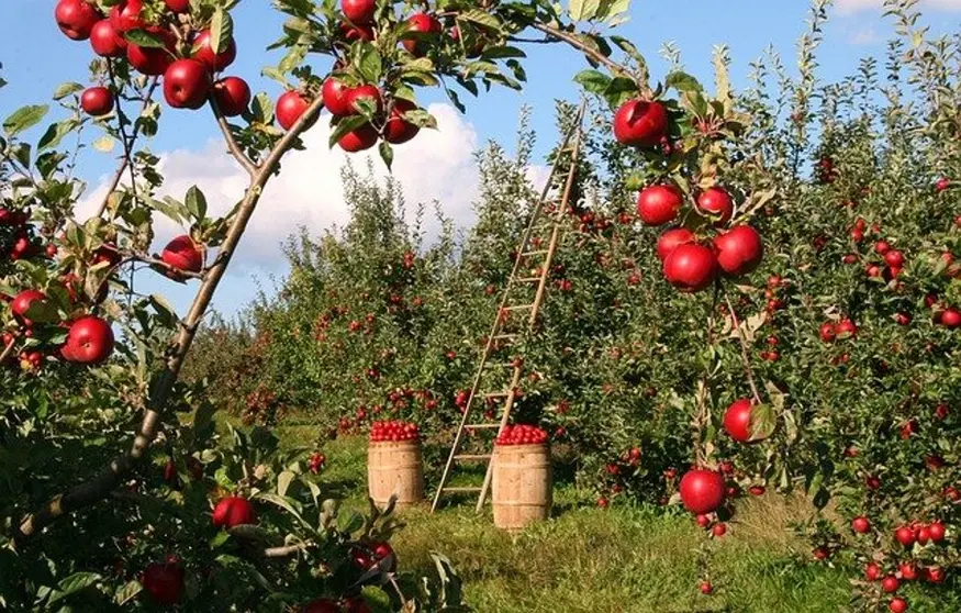 Manzanas ecol&oacute;gicas