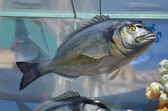 bream-g658a76d75_640