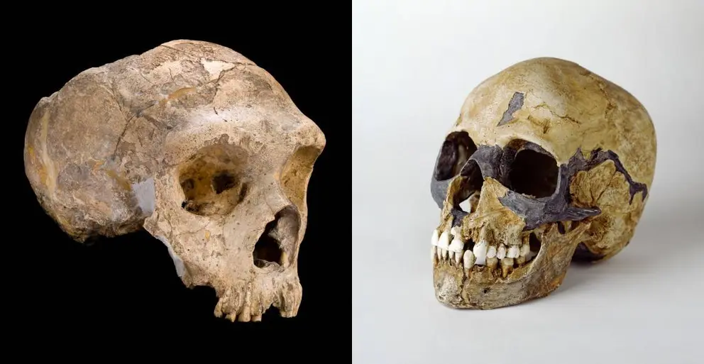 Fue-el-sexo-con-humanos-la-causa-de-la-extincion-de-los-neanterdales - copia