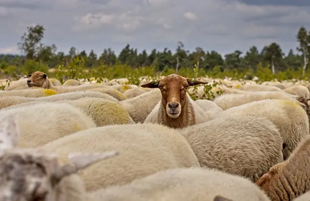 herd-of-sheep-g31edaa8c2_640