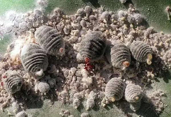 Cochinilla