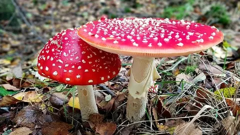 mushroom-4546148_640