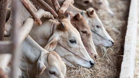 livestock-1822698_640