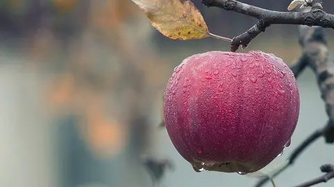 apple-1122537_640