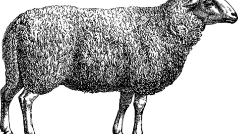 sheep-5202493_640