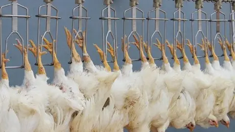 pollos