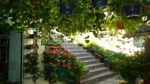  mercado de las flores 