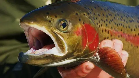 fish-4113608_640