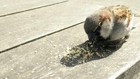 Migajas de pan