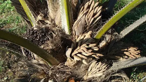 oil-palm-gf1cf6115f_640