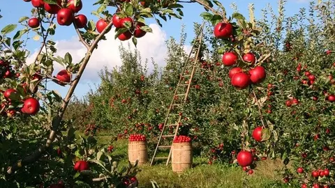 Manzanas ecol&oacute;gicas