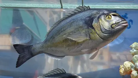 bream-g658a76d75_640