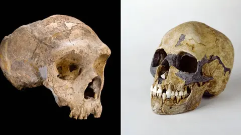 Fue-el-sexo-con-humanos-la-causa-de-la-extincion-de-los-neanterdales - copia