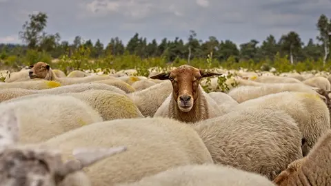 herd-of-sheep-g31edaa8c2_640