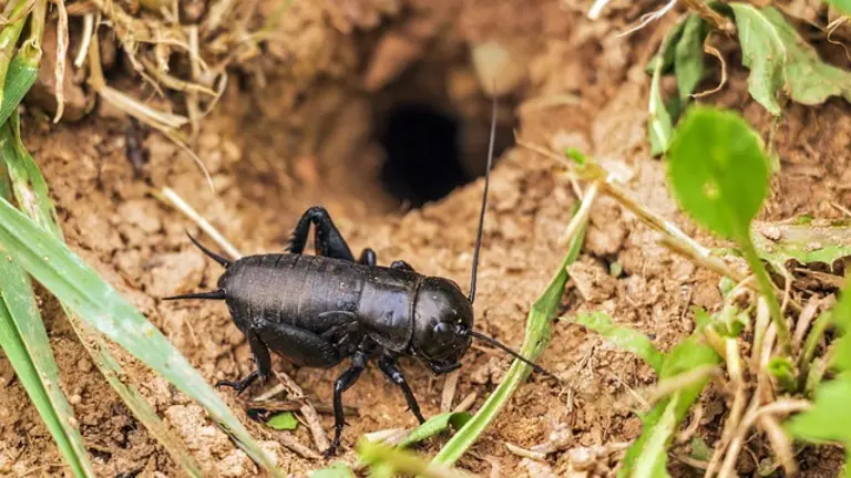 cricket-580103_640