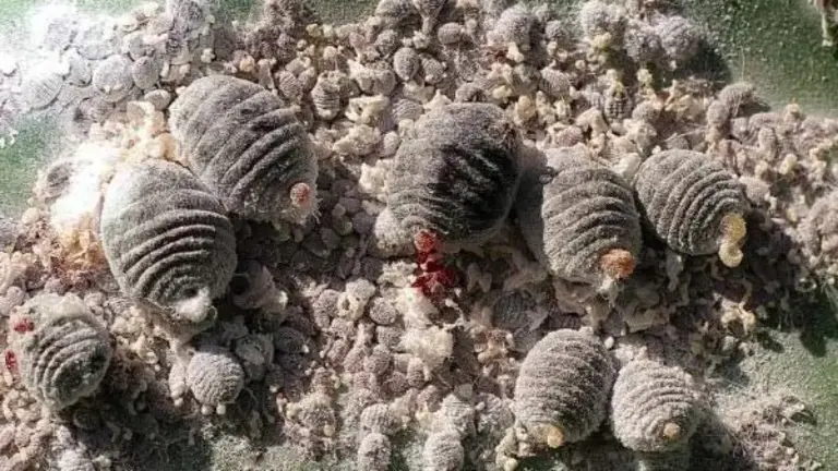 Cochinilla