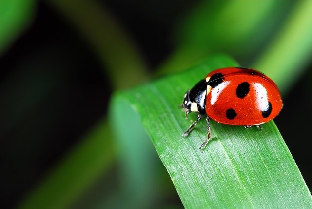 ladybug-973917_640
