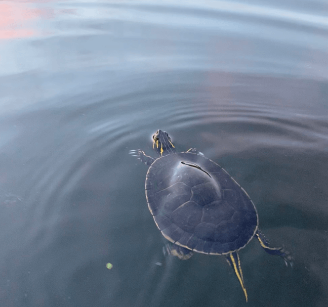 especie-de-tortuga-de-agua-dulce